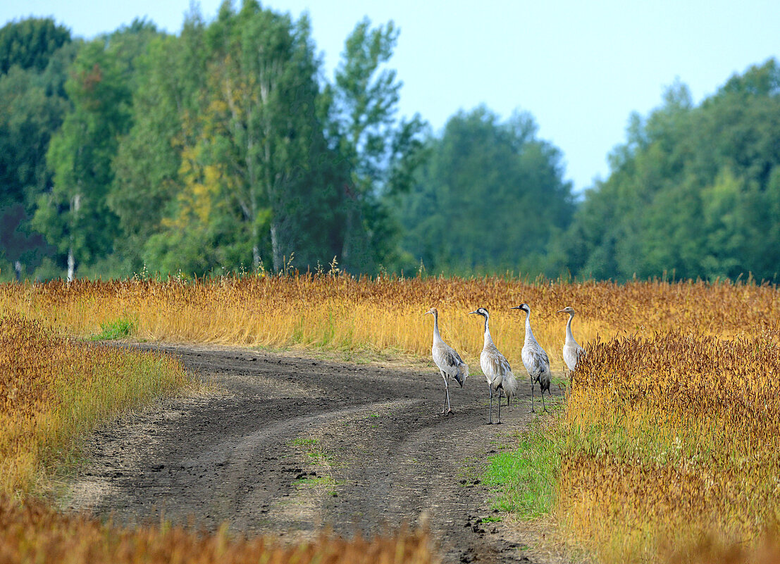 Перед отлетом - Михаил Белоусов Перед отлетом - Михаил Белоусов