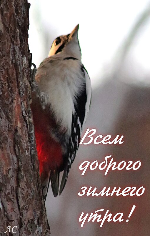 *** - Любовь Сахарова *** - Любовь Сахарова