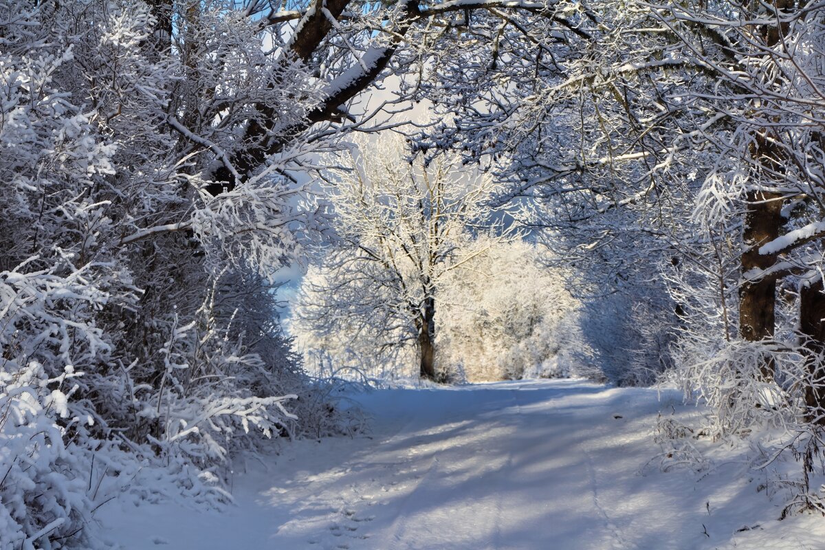 Зимний лес - Marina Pavlova Зимний лес - Marina Pavlova