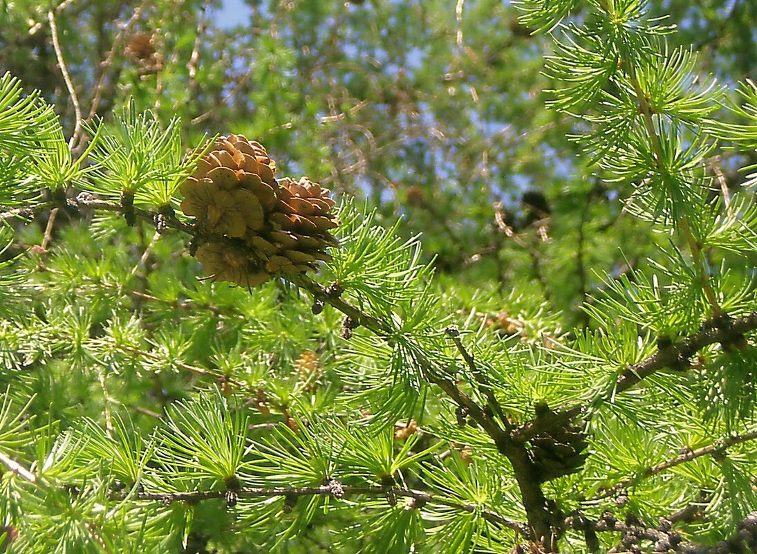 Шишки - Роман Савоцкий