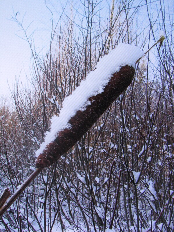 Рогоз в снегу - Людмила Смородинская