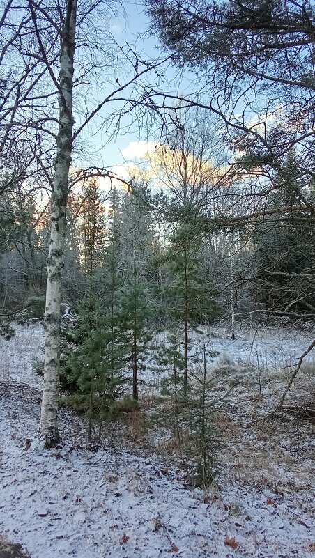 Декабрь - Ольга Попова (popova/j2011)