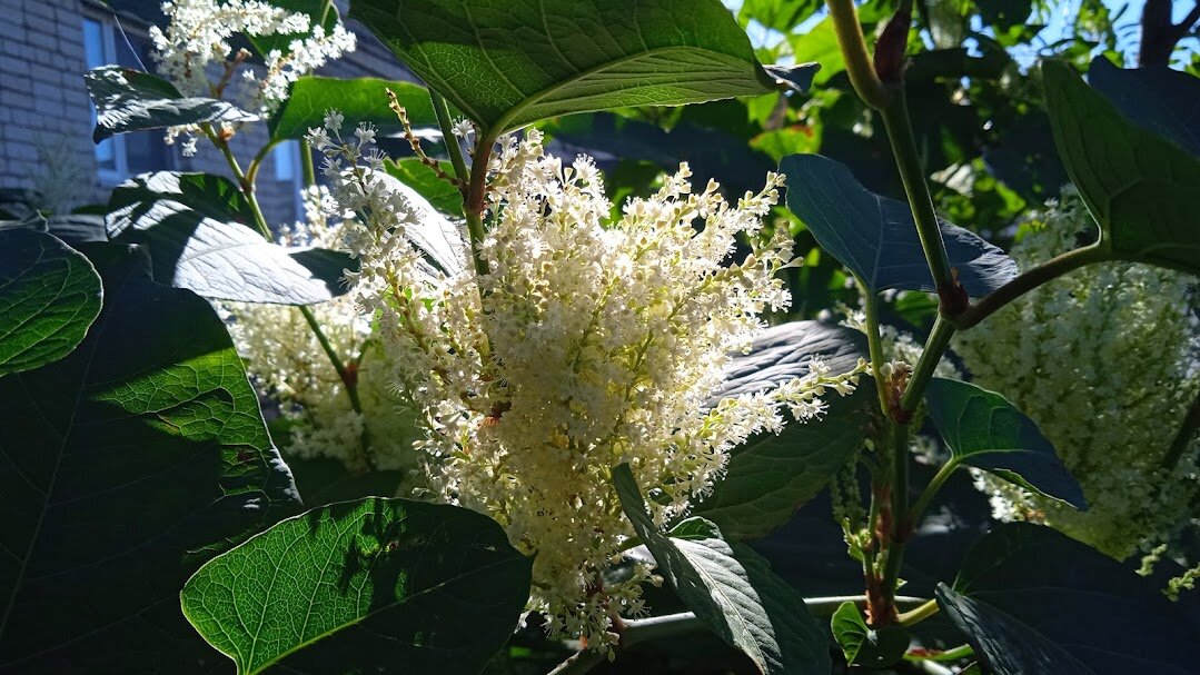 сентябрь - Елена Шаламова
