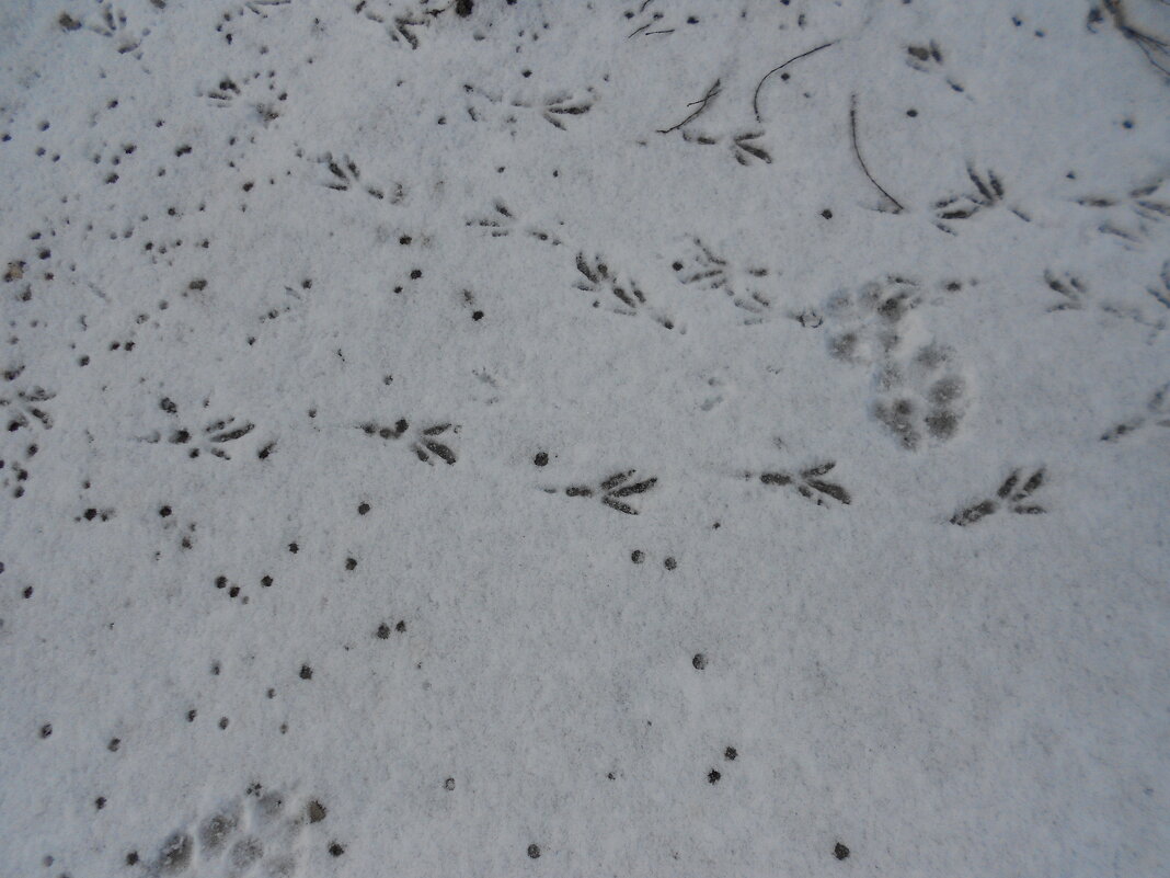 январские следы - Елена Шаламова