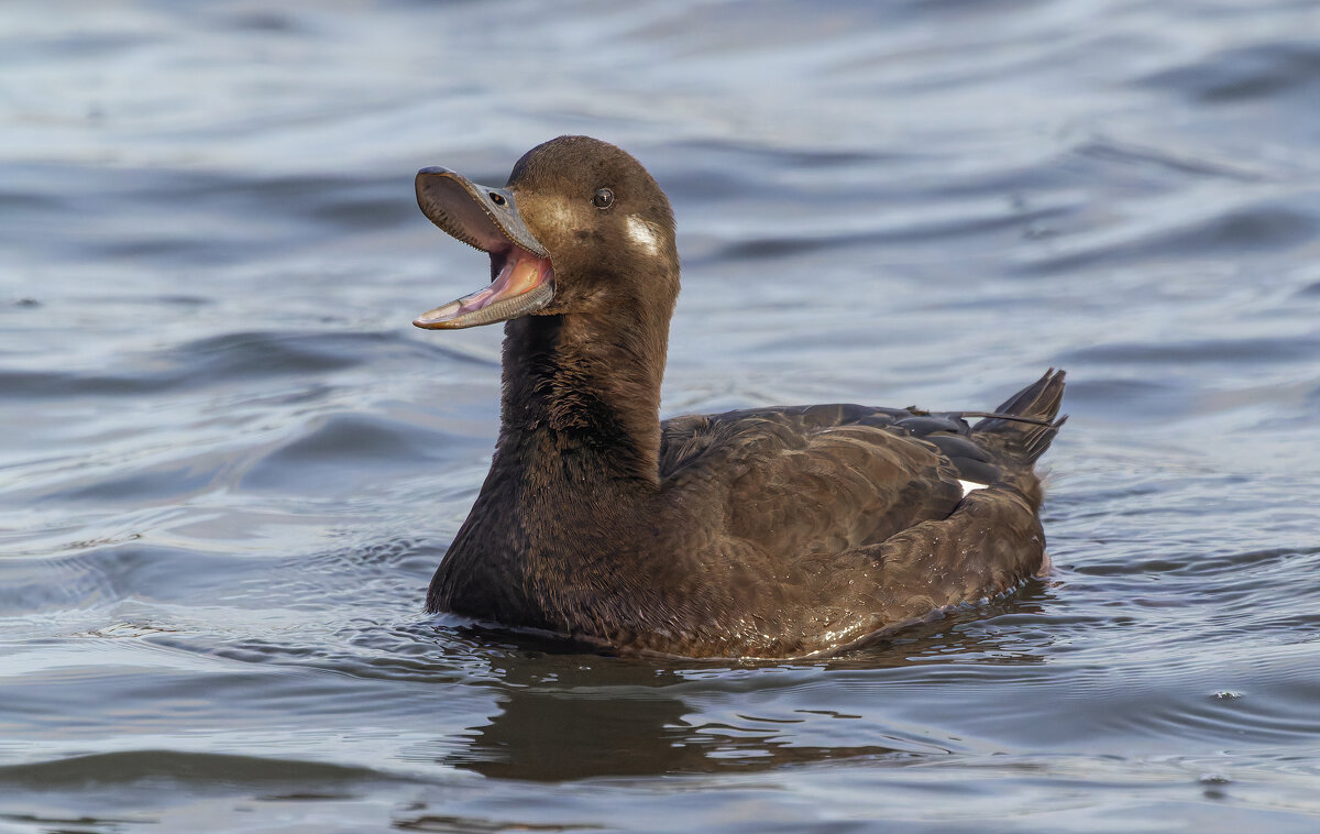 турпан. - юрий макаров