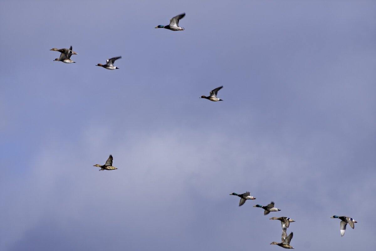 Летять утки, а сними четыре гуся... МДА... - Игорь Сикорский