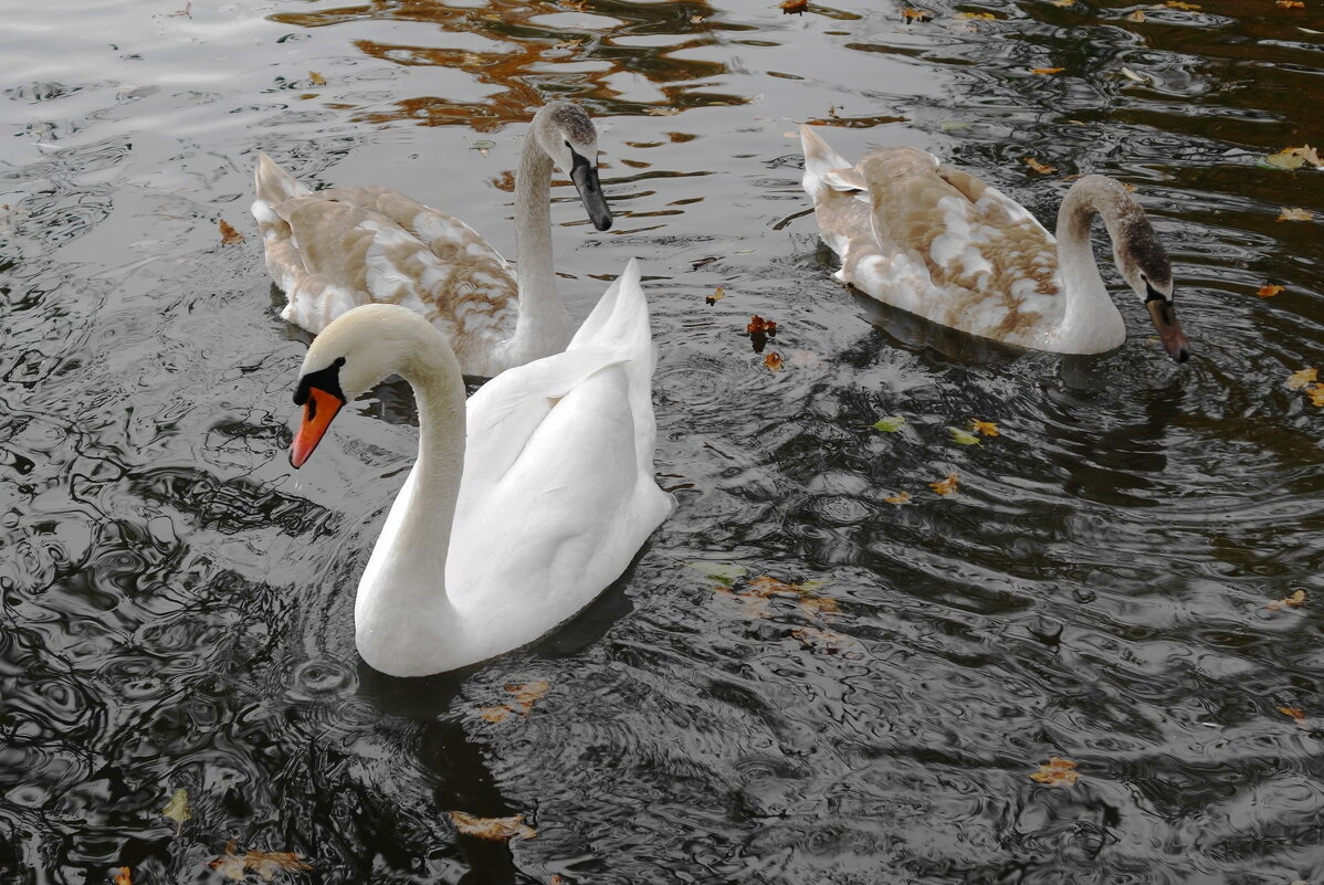 Лебеди в городском парке - Рита Симонова