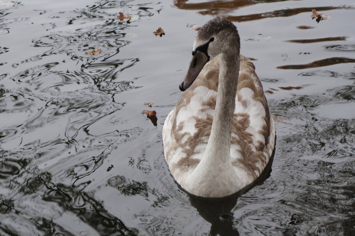 Лебеди в городском парке - Рита Симонова