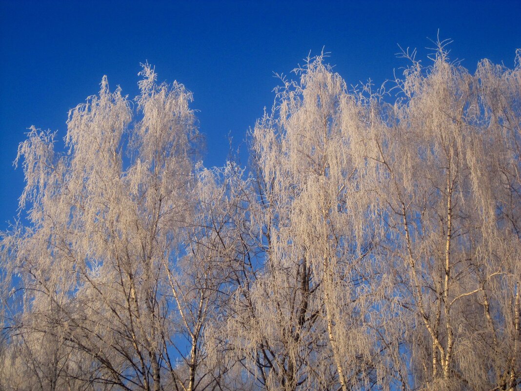 Морозным днем - Елена Семигина Морозным днем - Елена Семигина