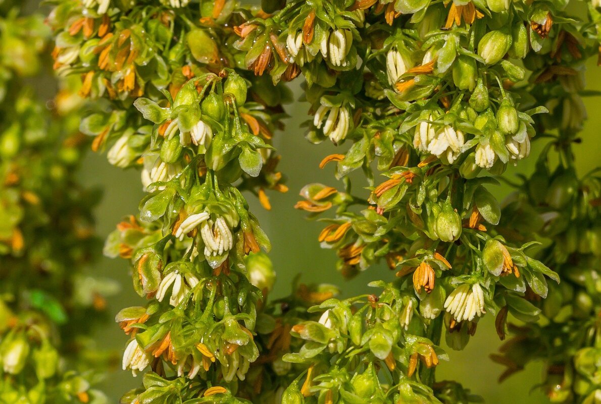 Краски лета. Цветущий конский щавель. г. Миасс, Машгородок. - Алексей Трухин Краски лета. Цветущий конский щавель. г. Миасс, Машгородок. - Алексей Трухин