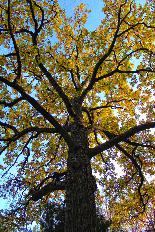 Черешчатый дуб. - Александр. AVG100 ---