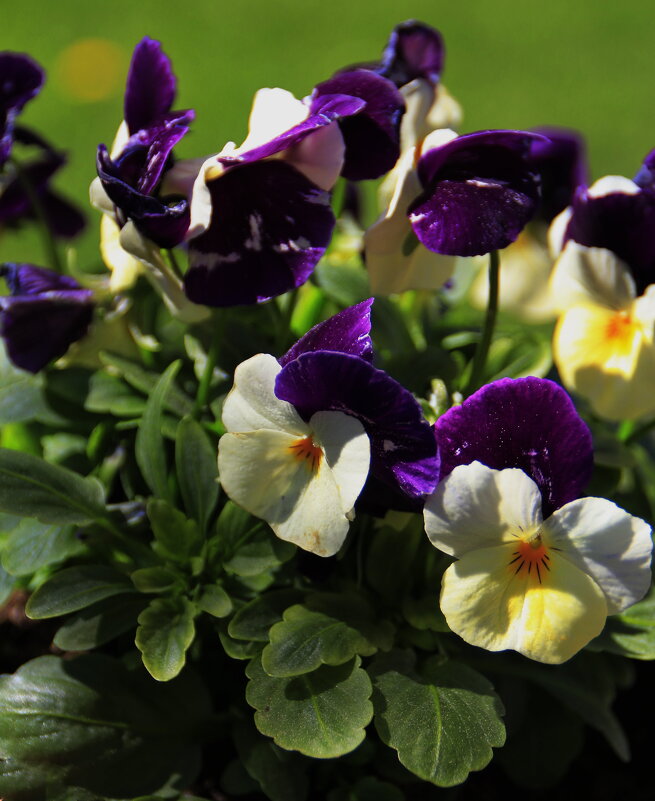 Прелестный май... - Татьян@ Ивановна