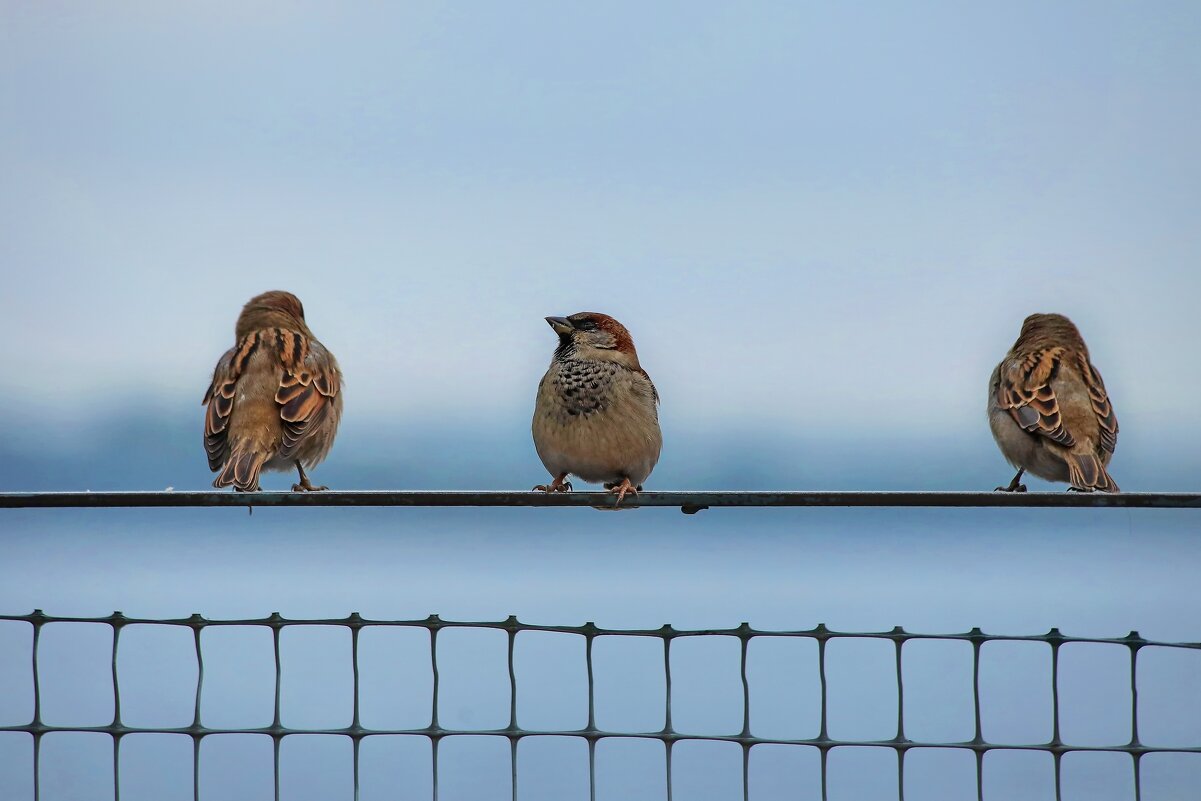 Посиделки у Финского залива. - Татьяна Бравая