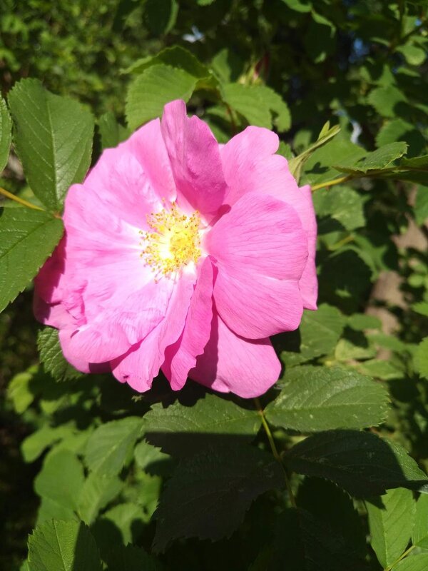 Простенькая,но приятно пахнет) - Натали 