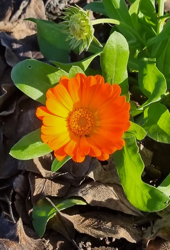 Улыбка солнышку :) - Наталья Улыбка солнышку :) - Наталья