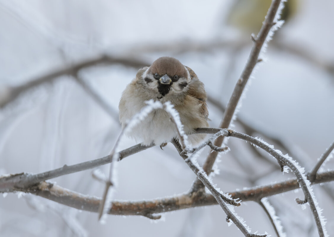 ДО ЧЕГО ЖЕ ХОЛОДНО! - Володька Завитушкин