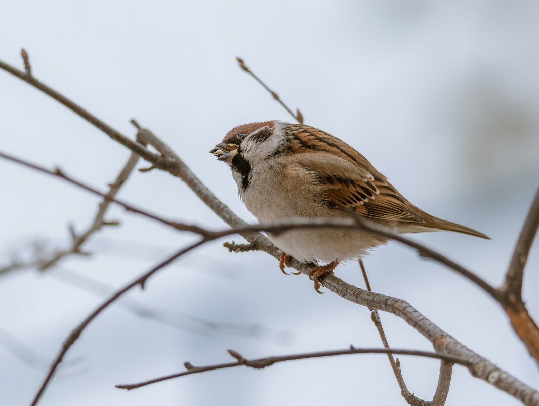 ***** - Володька Завитушкин ***** - Володька Завитушкин
