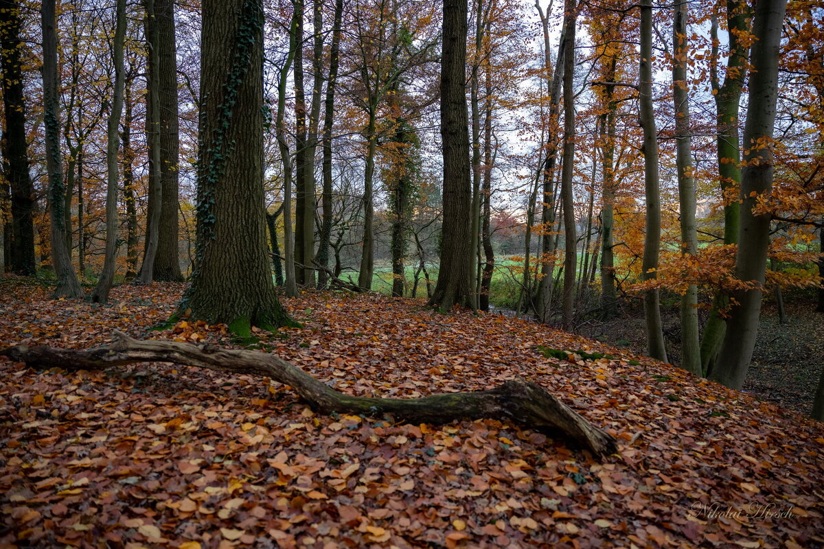Гуляя вечером по лесу... - Николай Гирш Гуляя вечером по лесу... - Николай Гирш