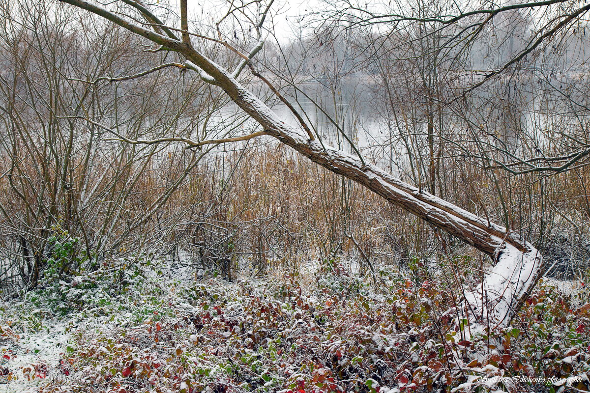 Новы Двур Мазовецки р. Нарев - Светлана Ищенко Новы Двур Мазовецки р. Нарев - Светлана Ищенко