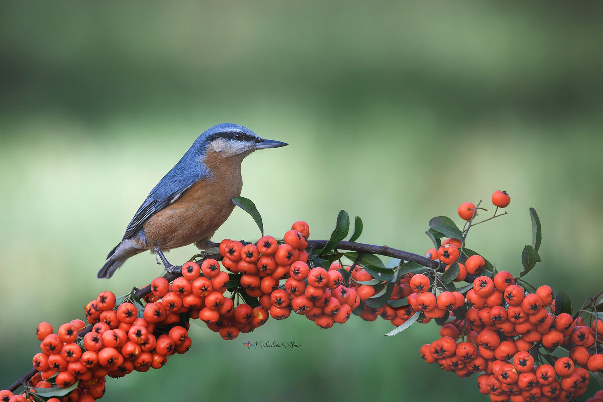 Просто красиво. - Светлана Ивановна Медведева Просто красиво. - Светлана Ивановна Медведева