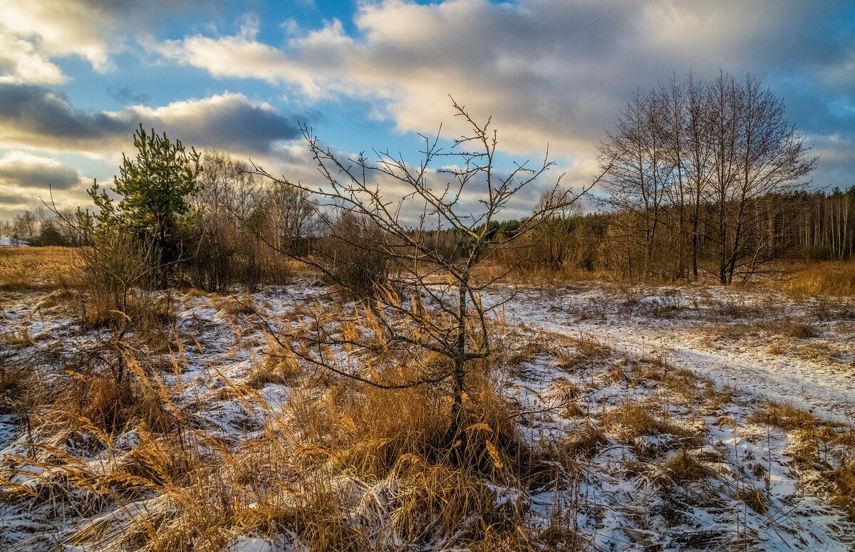 Подмосковный декабрь 5 - Андрей Дворников