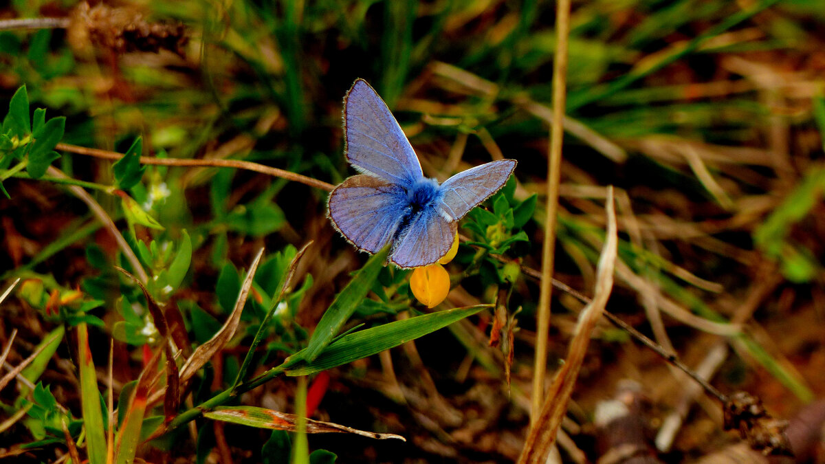 опять про бабочек...186 - Александр Прокудин опять про бабочек...186 - Александр Прокудин