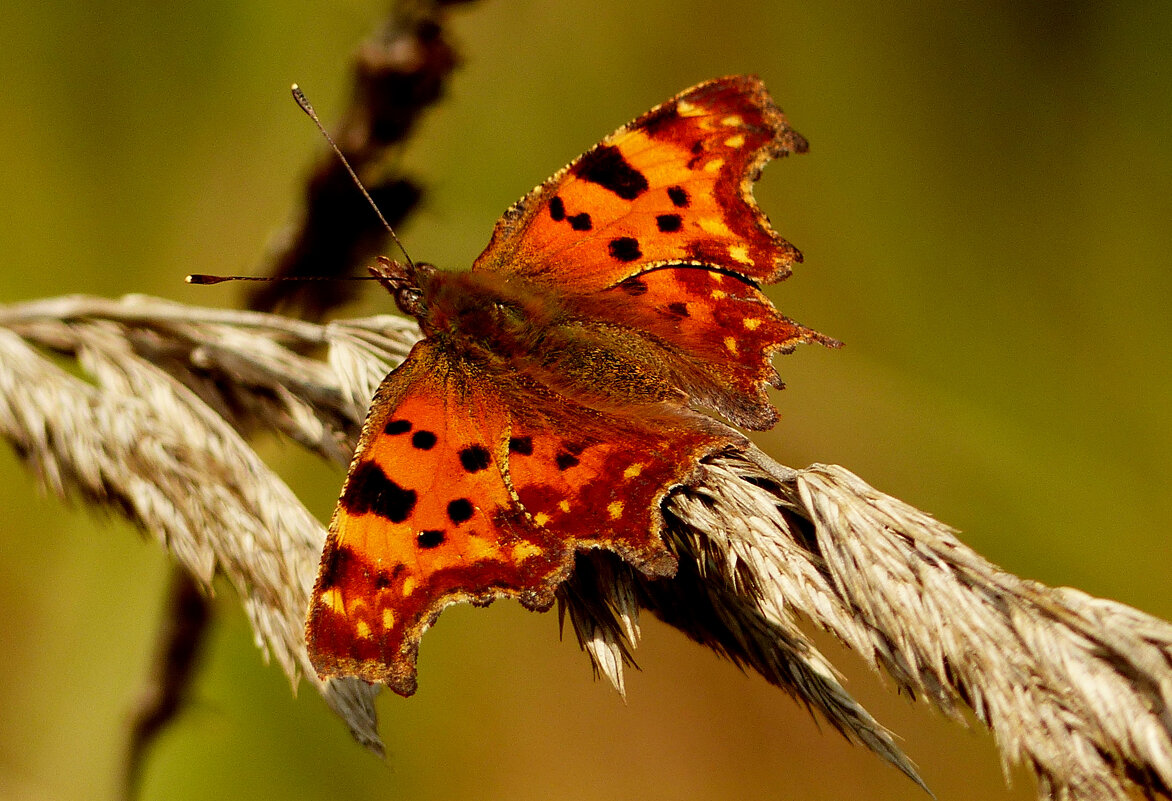 опять про бабочек...190 - Александр Прокудин опять про бабочек...190 - Александр Прокудин