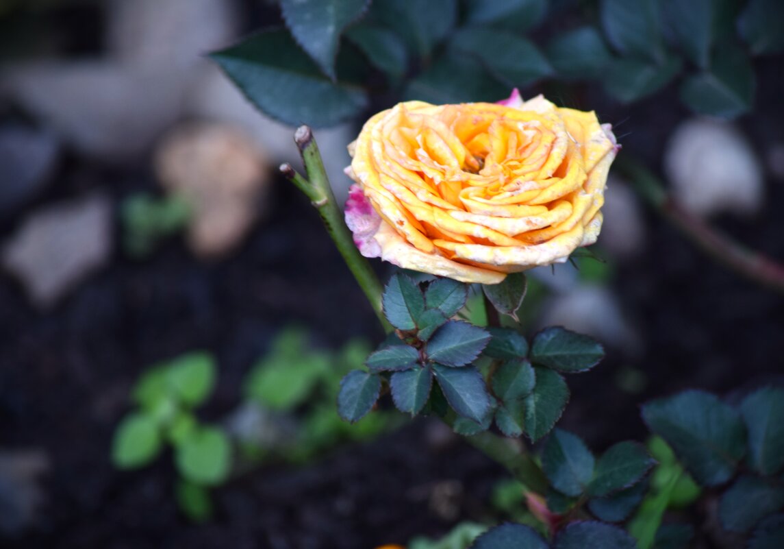 Роза середины декабря. - Юрий Полторыхин. Роза середины декабря. - Юрий Полторыхин.
