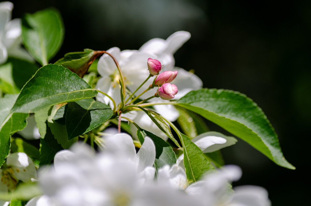 *** - Виктор Иванович Чернюк