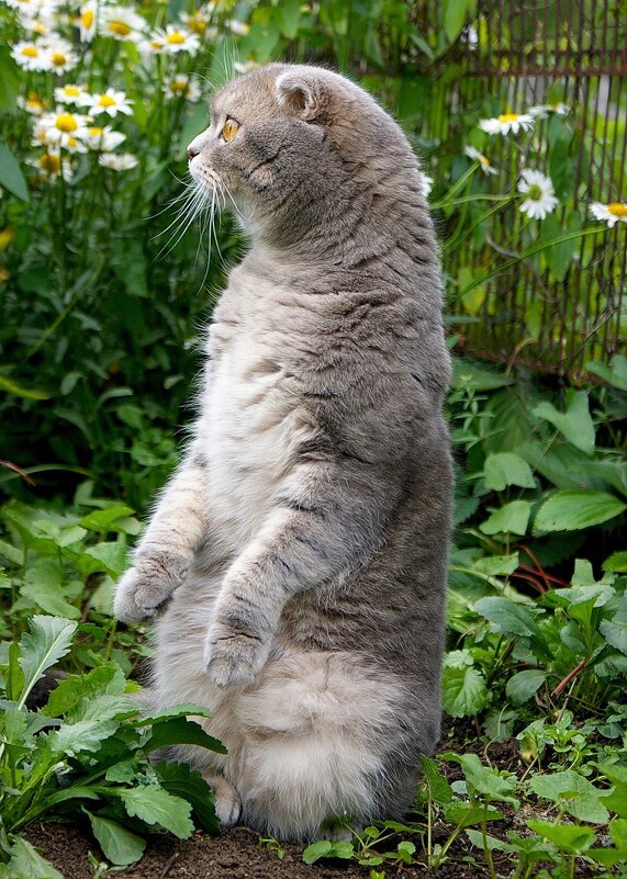 Враг не пройдет! - Галина Нестратова