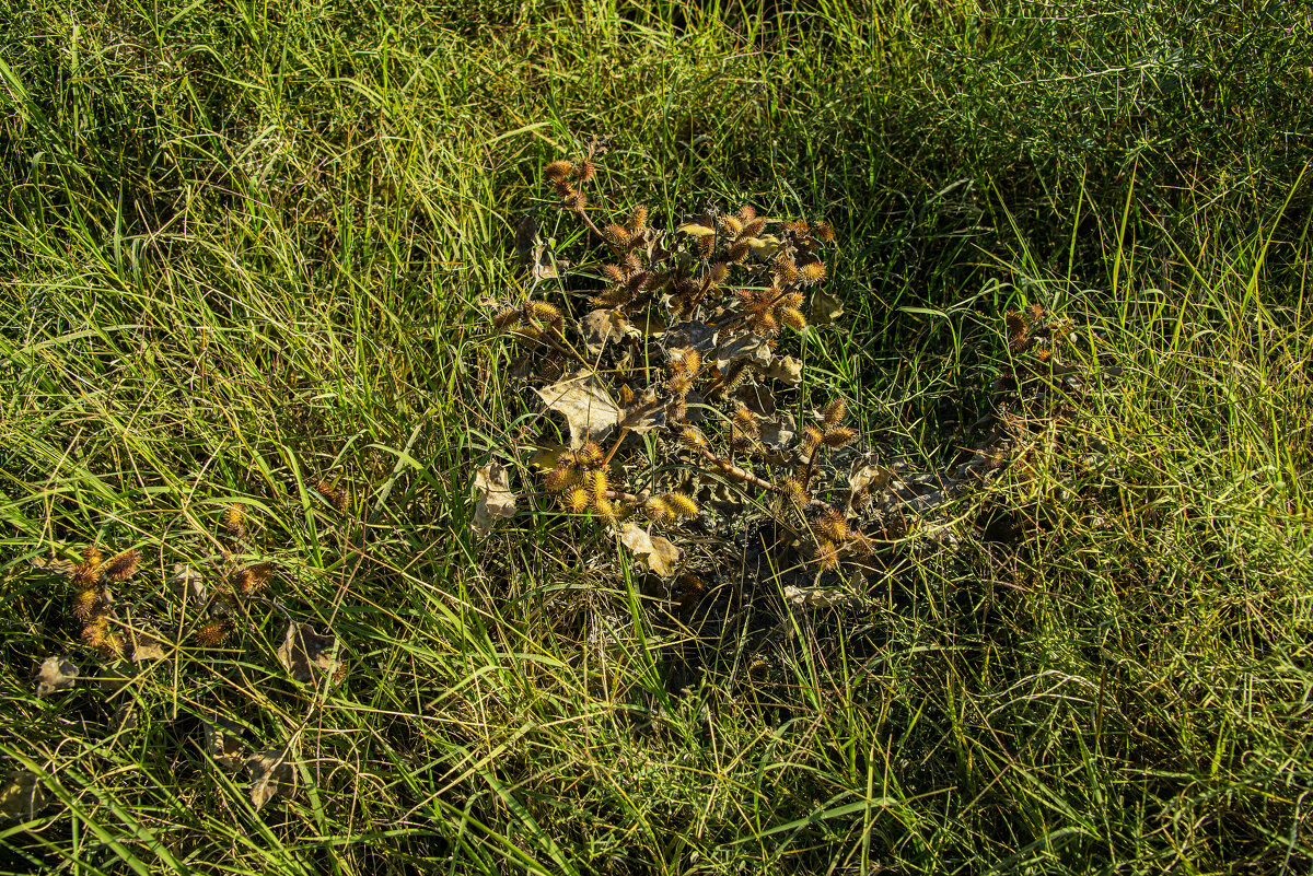 Репей - Анатолий Чикчирный