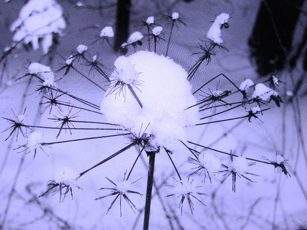 В шапочке - Людмила Смородинская