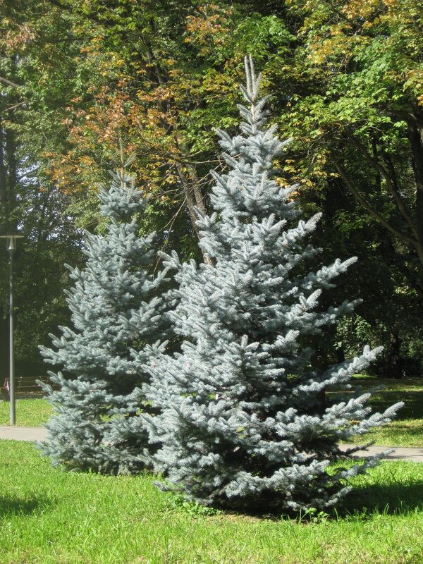 Наши ели год3бые - Дмитрий Никитин