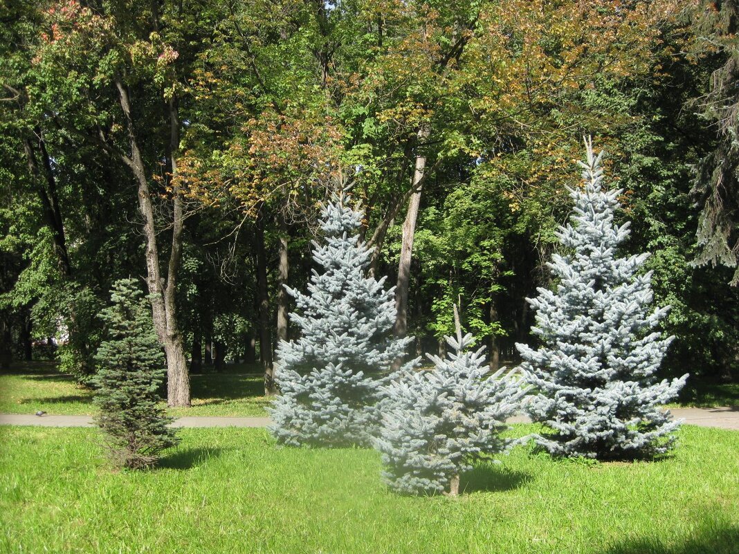 Три голубые ёлочки - Дмитрий Никитин