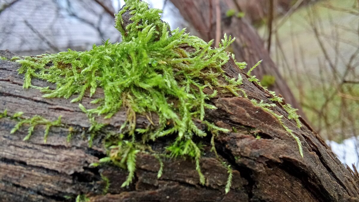 *** - Ольга Попова (popova/j2011)