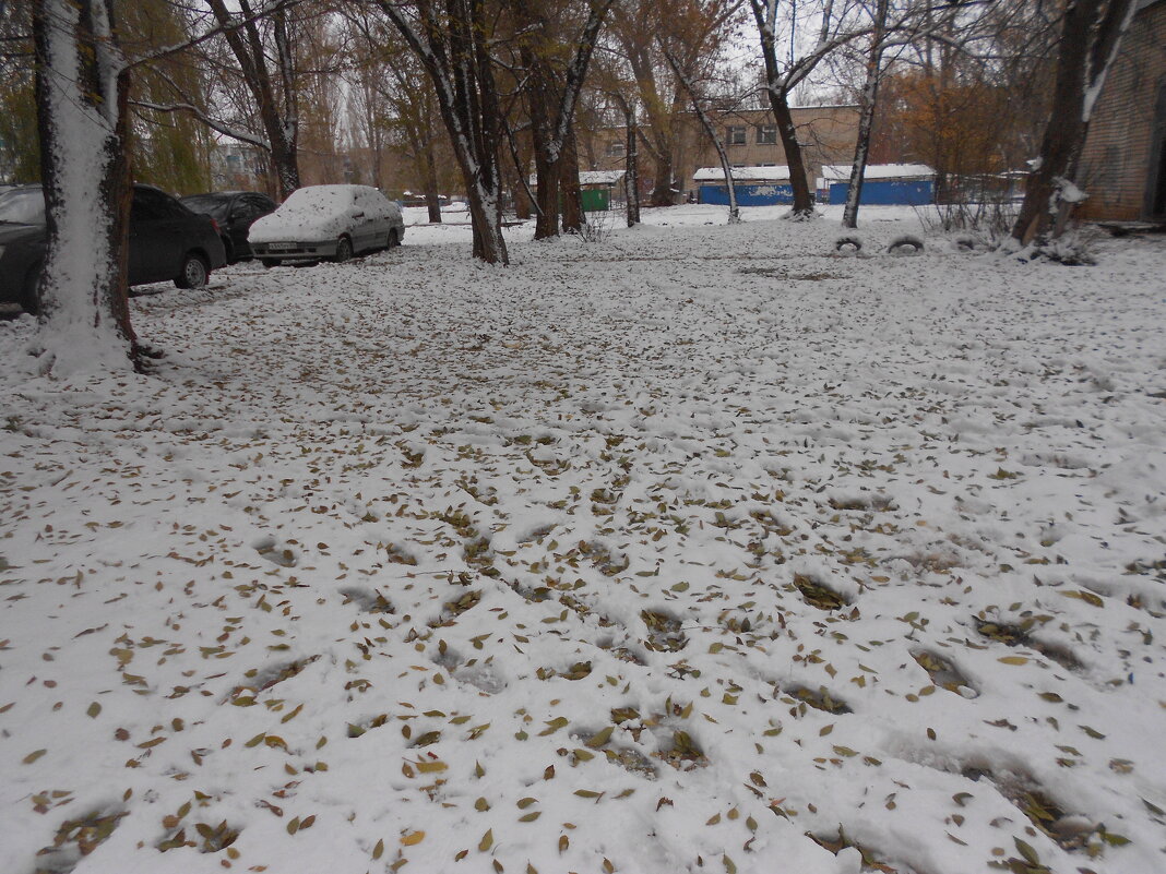 такой разный ноябрь - Елена Шаламова