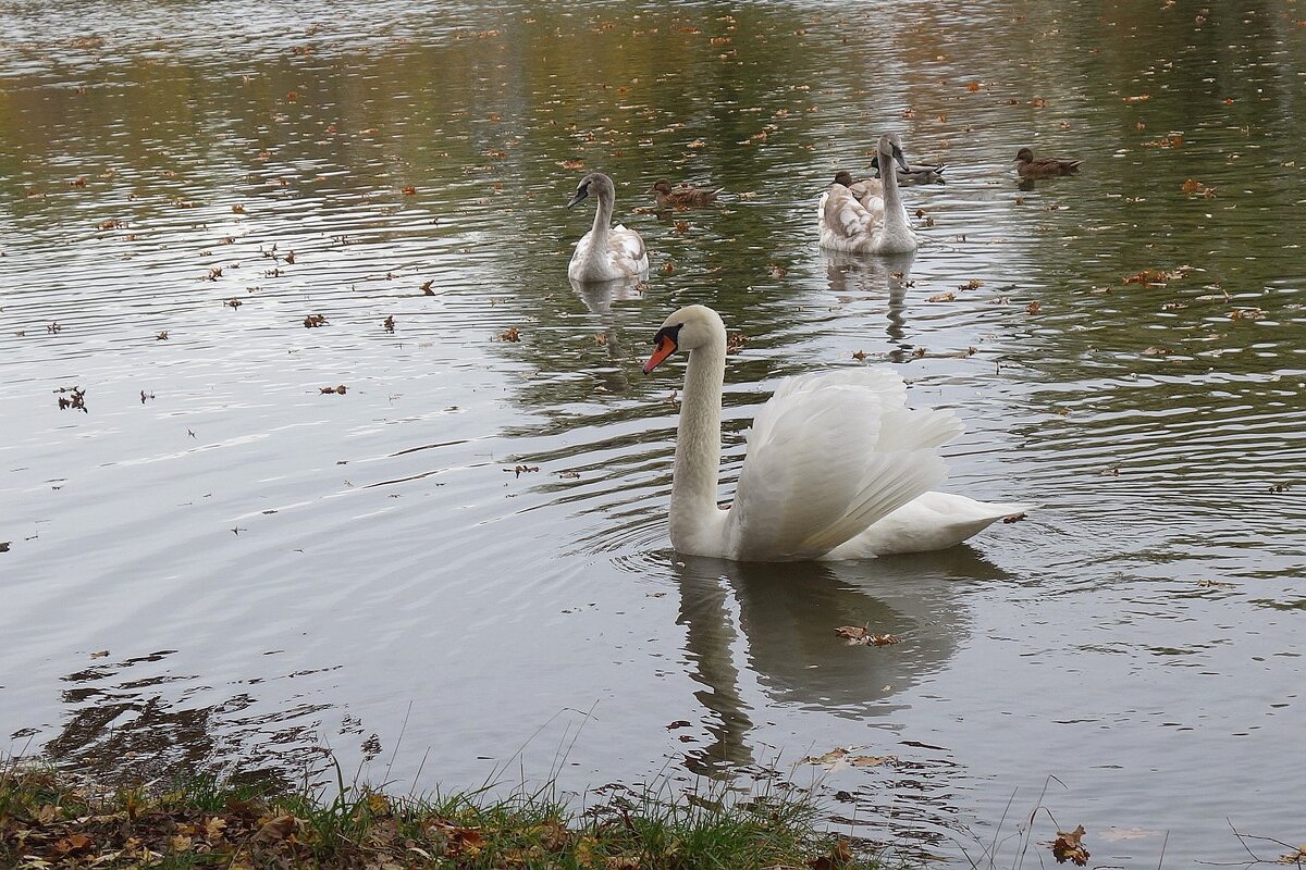 Лебеди в городском парке - Рита Симонова
