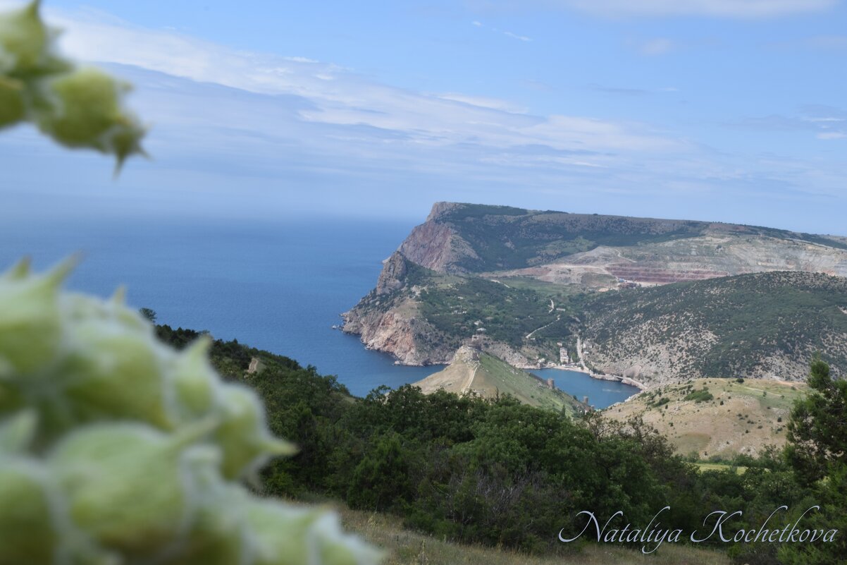 Природа Крыма - Amazing Cosmea