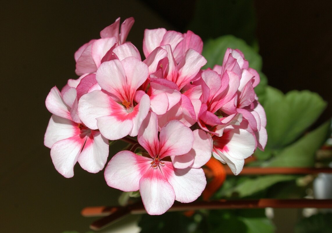 Герань - Галина Нестратова