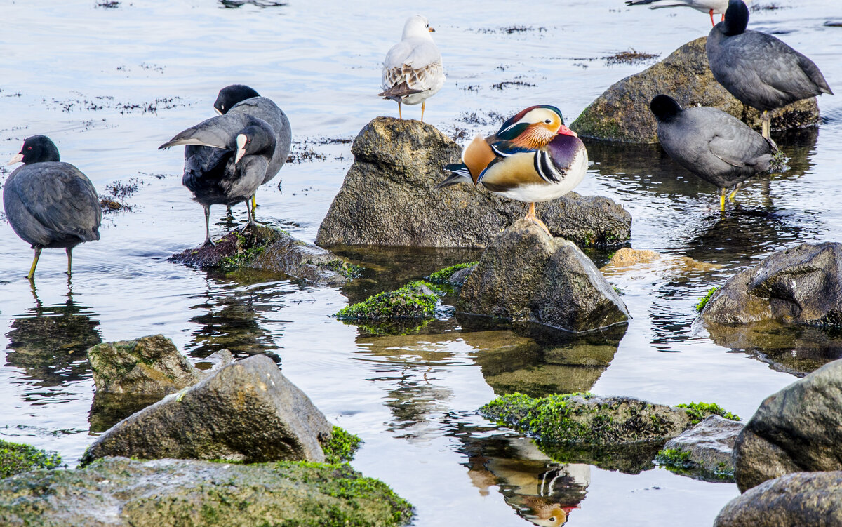 мандаринка - Сергей Старков