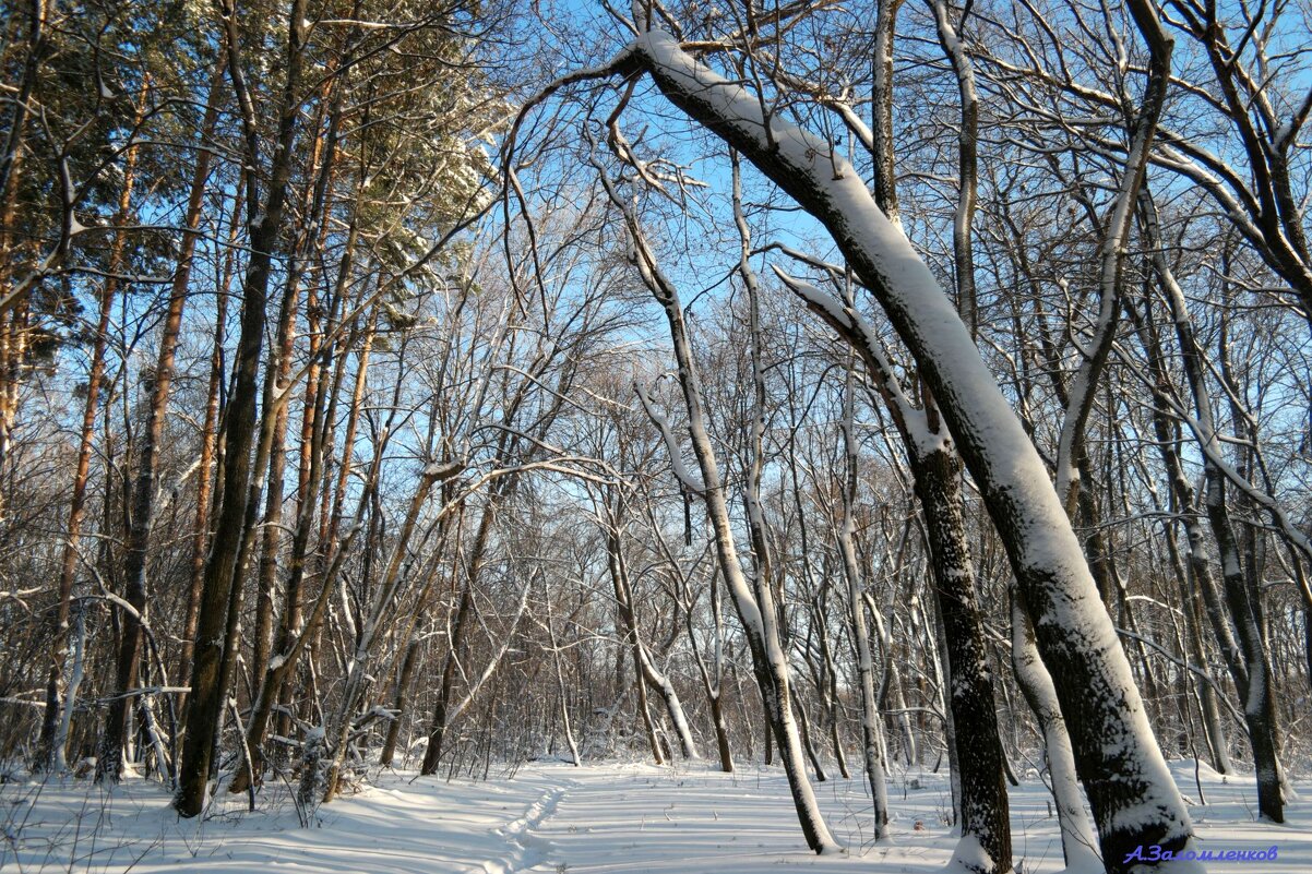На лесных тропинках декабря - Андрей Заломленков