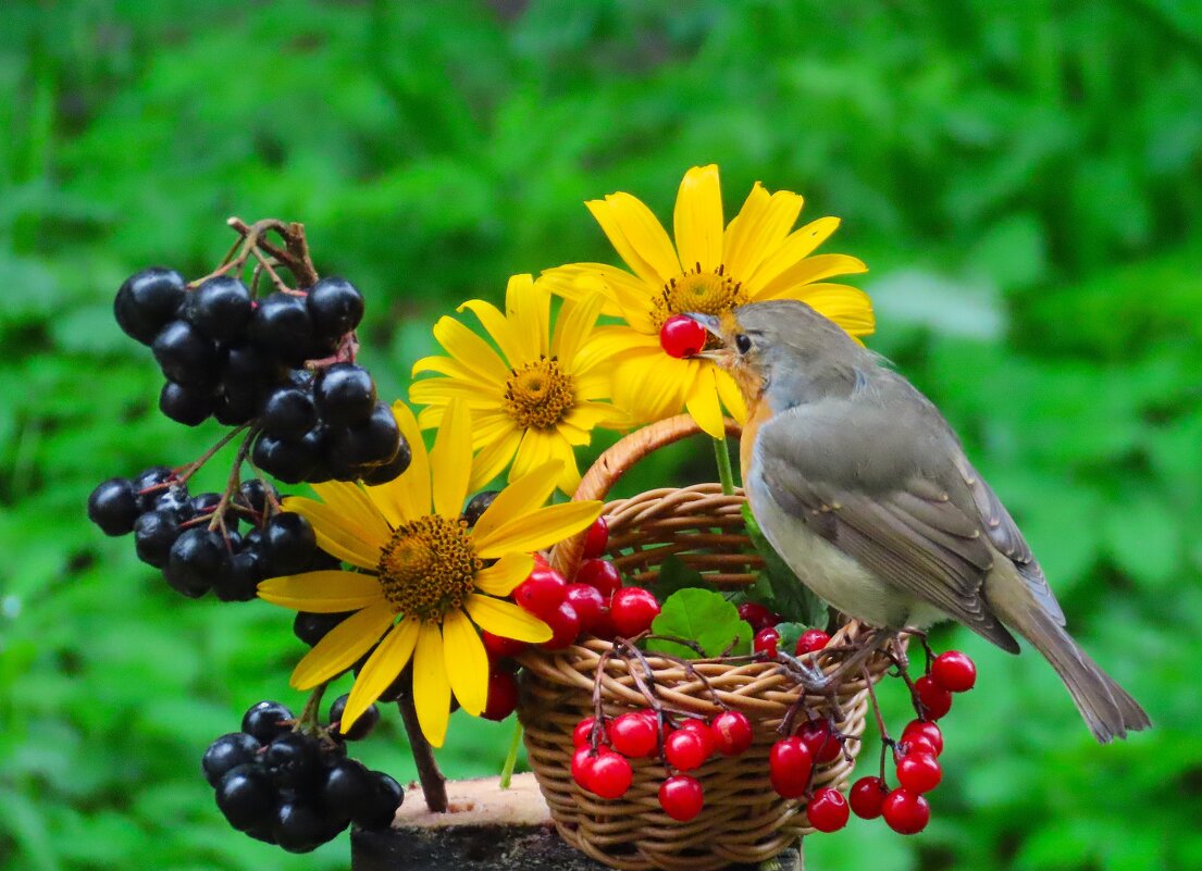 Зарянка на кормушке - Ольга Митрофанова Зарянка на кормушке - Ольга Митрофанова