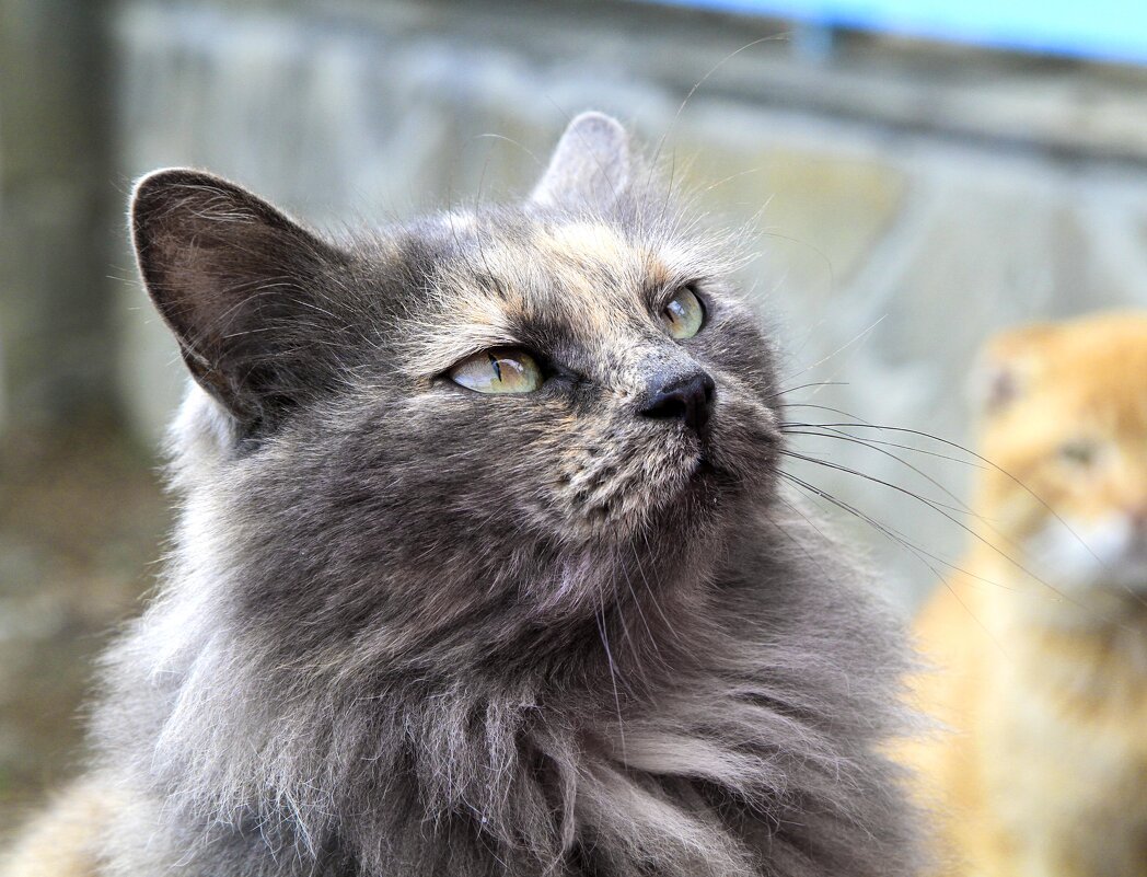 Пушистый - Геннадий Валеев