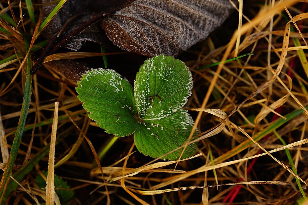 ...ледяной бархат... - Александр Герасенков ...ледяной бархат... - Александр Герасенков