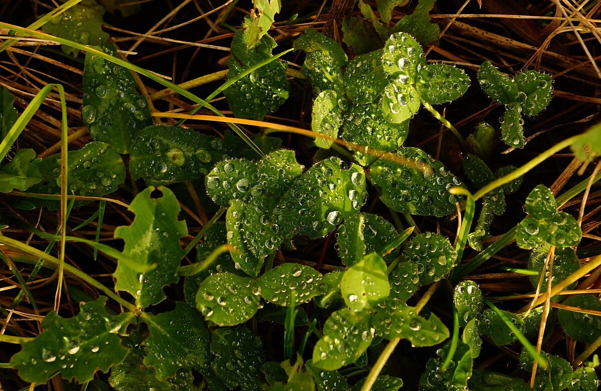 ...солнышко выглянуло... - Александр Герасенков ...солнышко выглянуло... - Александр Герасенков