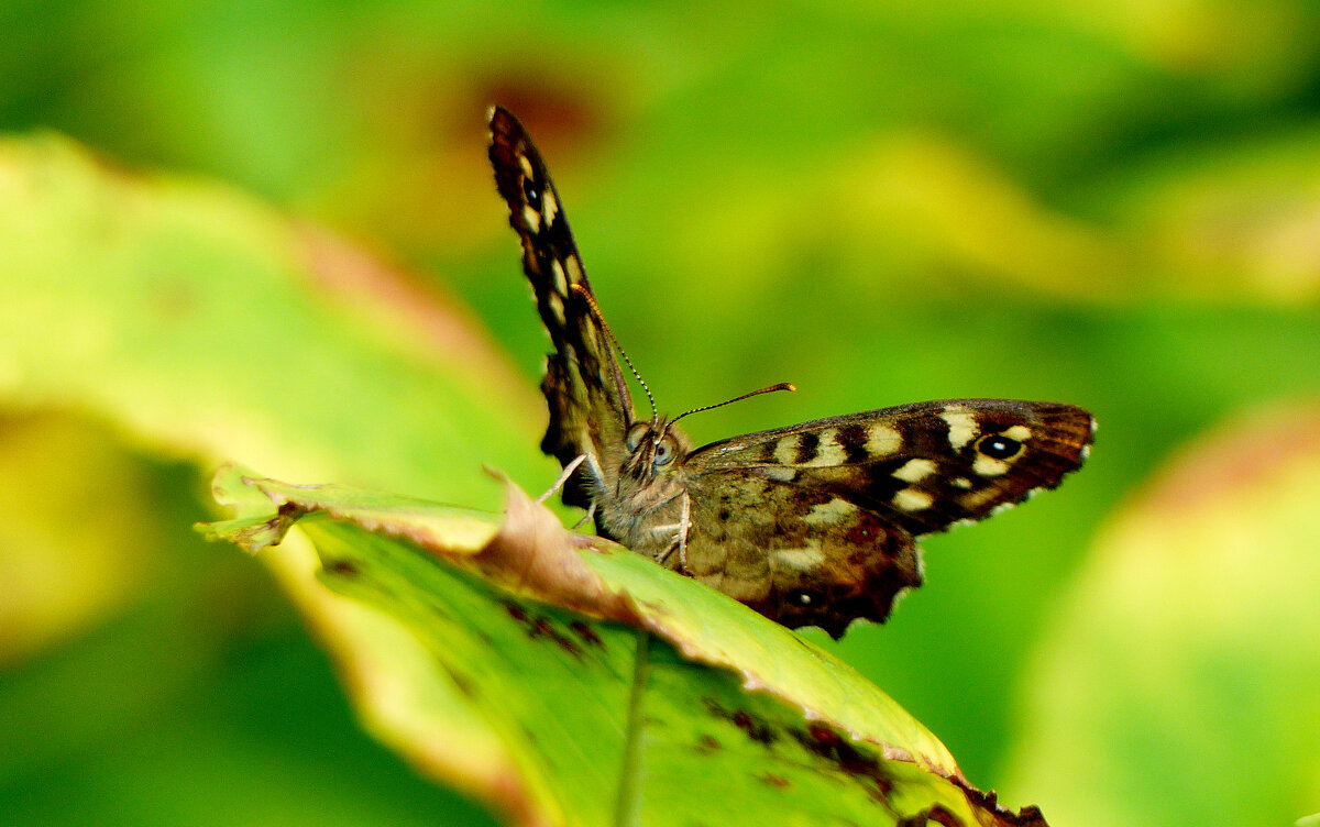 опять про бабочек...194 - Александр Прокудин опять про бабочек...194 - Александр Прокудин