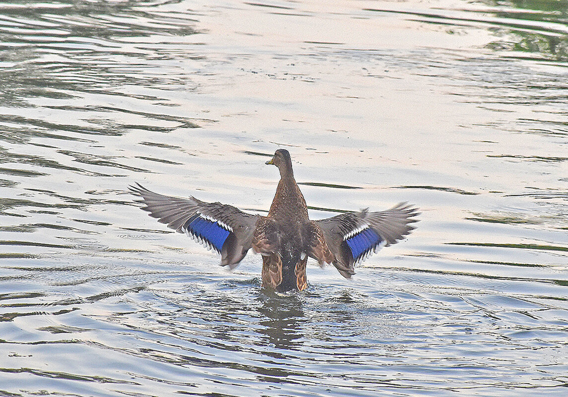 Пасмурно. Но вода манит! - Валентина Нефёдова Пасмурно. Но вода манит! - Валентина Нефёдова