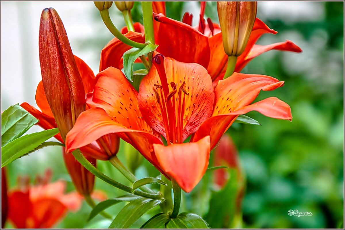 Про июнь... - Aquarius - Сергей Про июнь... - Aquarius - Сергей