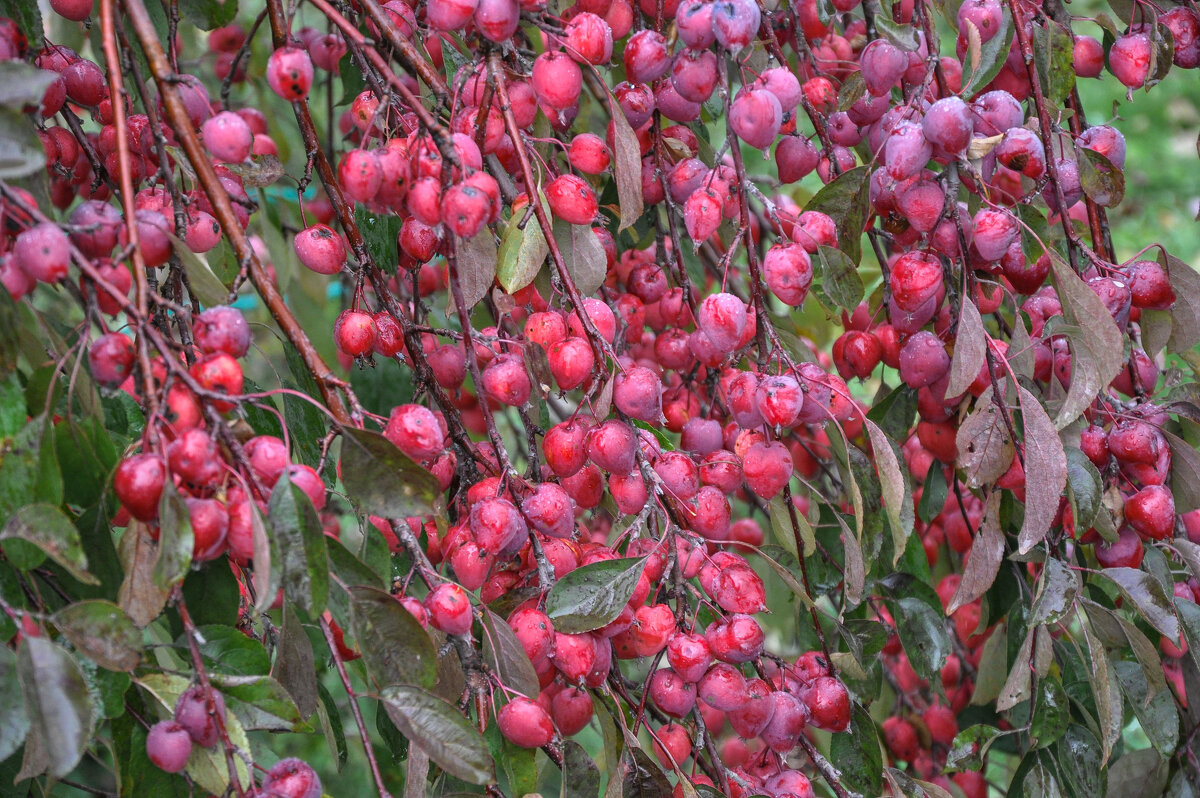 Китайка "Долго" - Татьяна Машошина Китайка "Долго" - Татьяна Машошина