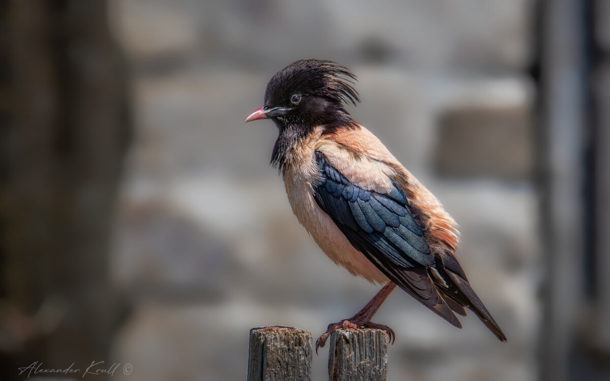 Неформал - Александр К.